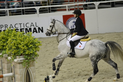 the most beautiful horse i&rsquo;ve ever seen *_* WIHS 2014 &copy; Ranglo