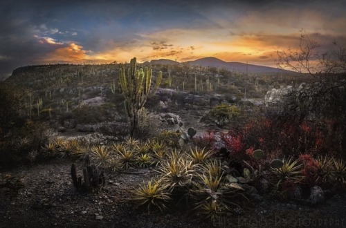 Photographer Luis Lyons (Mexico)  500px  Facebook  Instagram  Twitter