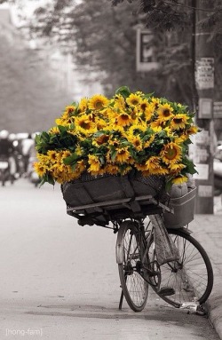 Pillaged sunshine in a basket.