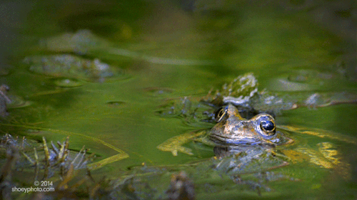 thecharmparlor:frog appreciation 