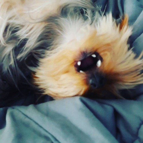 #Spazz . #shakespearethedog #Shakespeare #yorkiemama #yorkieoftheday #yorkie #yorkies #yorkshireterr