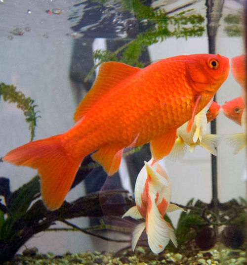 sandsvendor100: fishboy100:   sandsvendor100:  WRONG TOWN, FISH   Your Pride Will Be Your Downfall   Fjsb Your Stupid Water Breating Hubris Will Kill You 