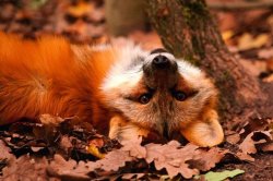 everythingfox:  Autumn Vibe 