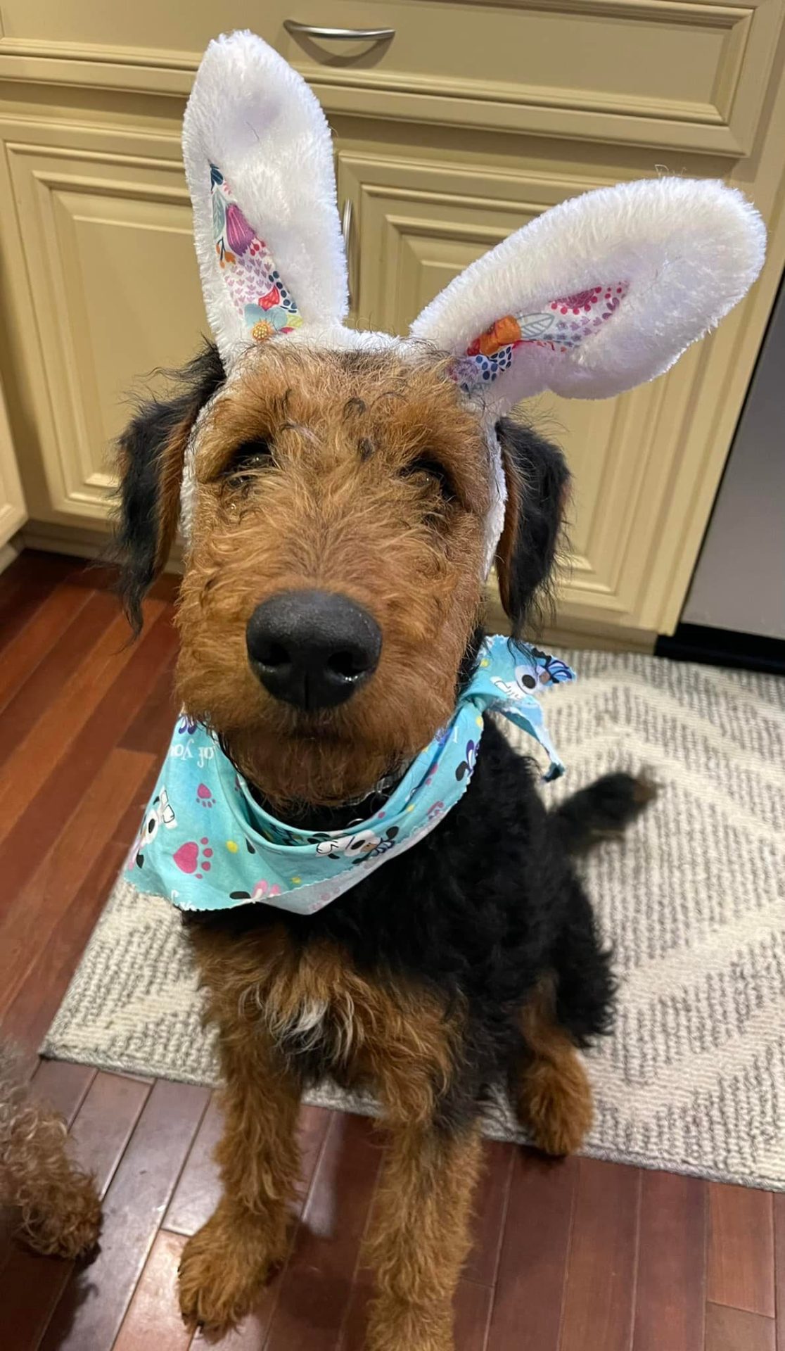 Oodie says Happy Easter! [x]