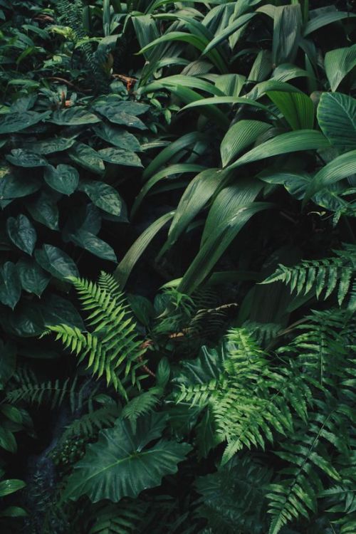 XXX theadventurechild:  Jungle/tropical blog photo