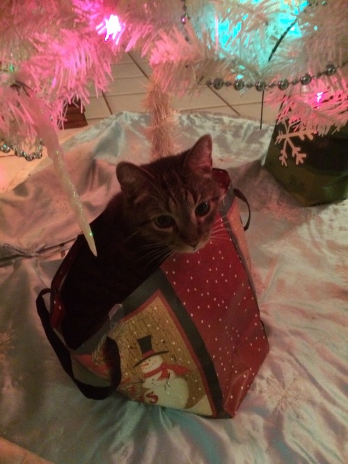 My kitty decided that he wanted to be a Christmas present (submitted by @drakes-eyebrows)