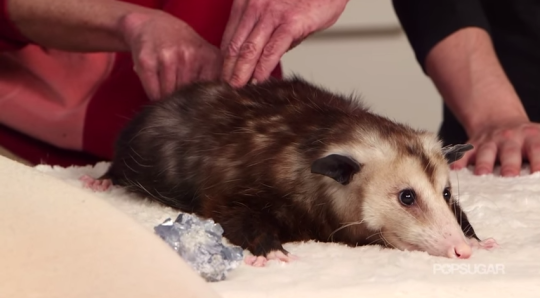 iew:current mood: opossum getting a butt massage
