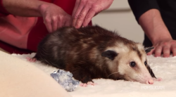 Iew:current Mood: Opossum Getting A Butt Massage