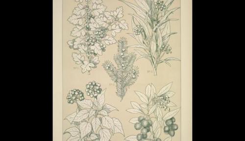 Leaves and Flowers from Nature Ornament no. 7. Hawthorne, Yew, Ivy and Strawberry-tree, Owen Jones