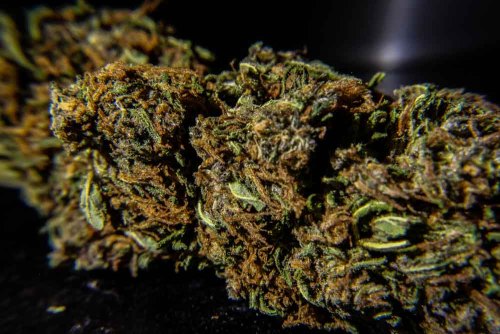 blazintreez:  bubba kush up close and personal 