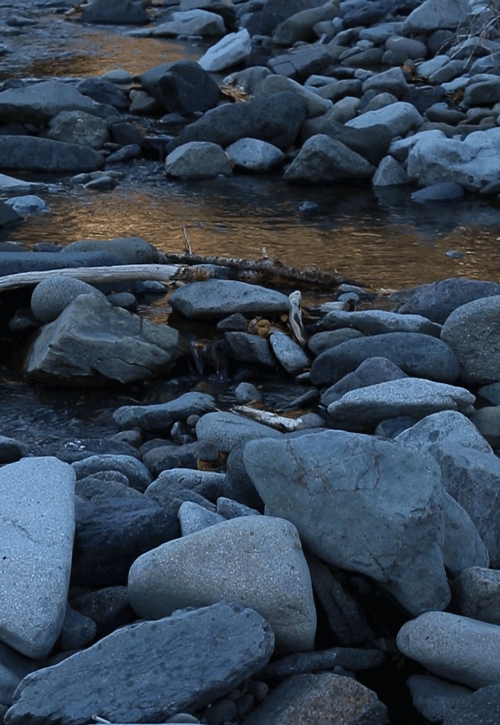 River of Gold: Late day sun glows on a side channel of Cabin Creek, Shoshone National Forest, Wyomin
