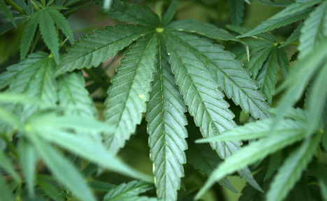 Germany Legalizes Medical Marijuana | Deutsche WelleIn a landmark bill, members of Germany’s p