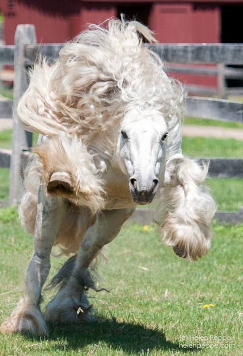 scarlettjane22:    Claudio, a trainer at Dungarvan Feather, says Silver Dollar looks like a lion in this picture, a silver lion    Helen Peppe, Author and Photographer  