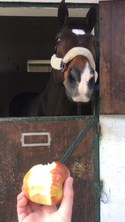 horseyshenanigans:he says “oh you’re eating an apple, great it’s mine now” and there goes my snack