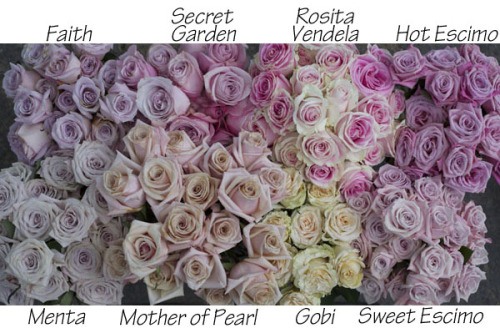 i-fought-space:Some rose varieties. More at the source.