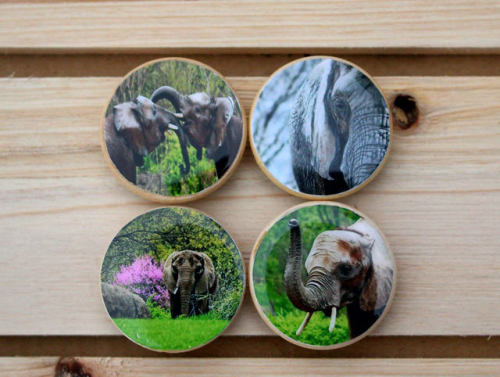 Magnet Set //ANWPhotoCreations
