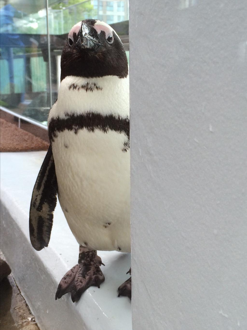 kaicyo:  aisa2:  Twitter / 京都水族館【公式】 @Kyoto_Aquarium  パンチラ。違う。ペンチラ