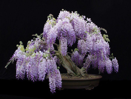 asylum-art:Wisteria bonsai proves big beauty comes in small packages-DDN JapanAs you probably alread