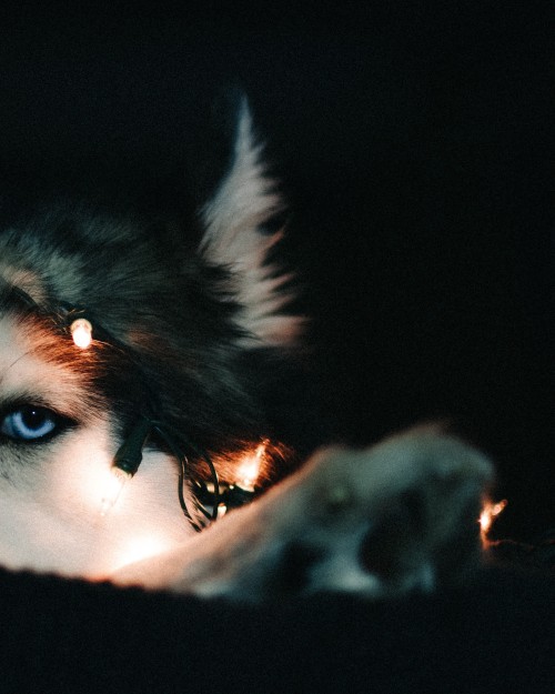 huskiesadventures: Moody vibes