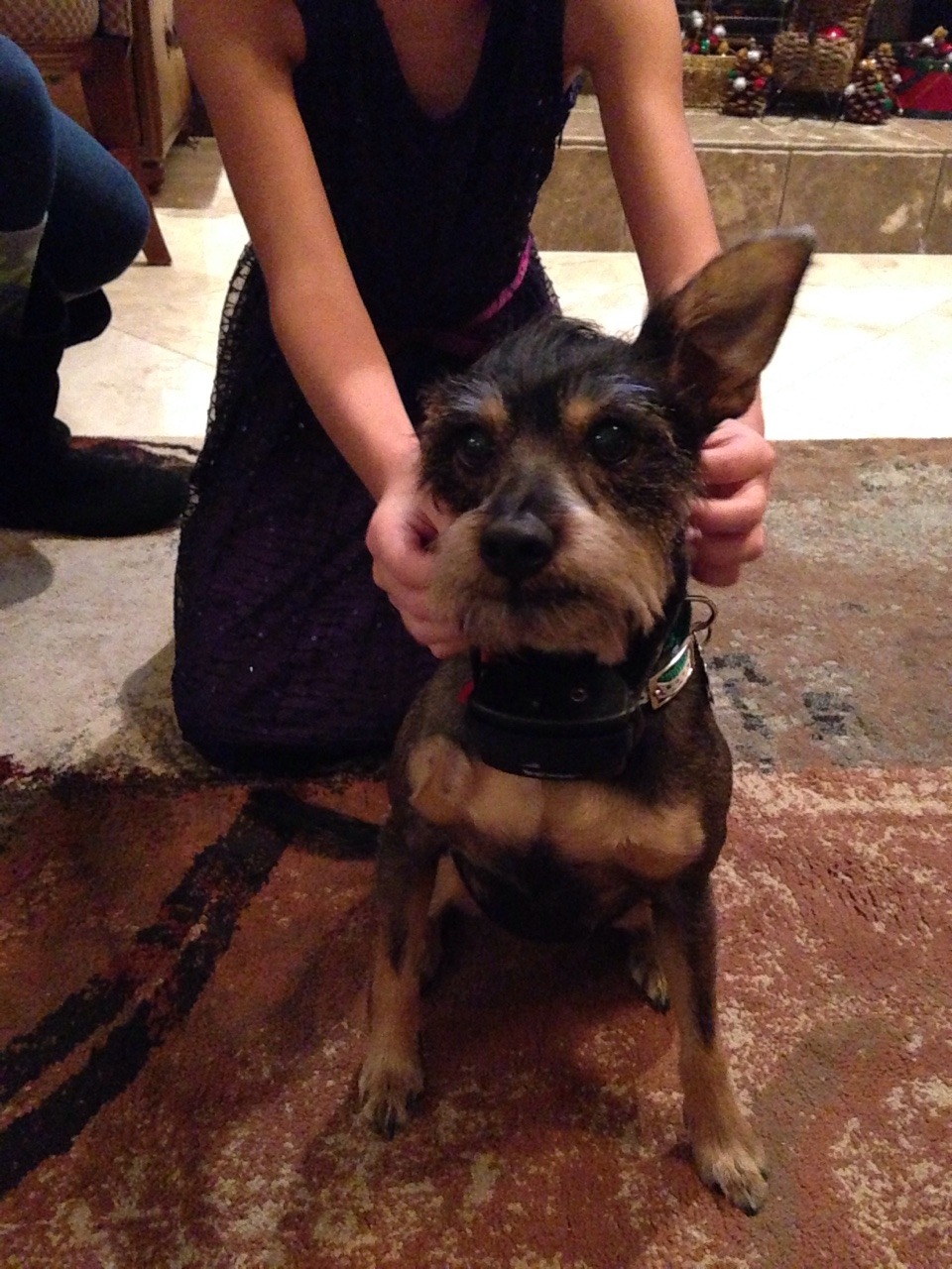 Currently at my boyfriendo&rsquo;s family Christmas Eve dinner. Their puppy is
