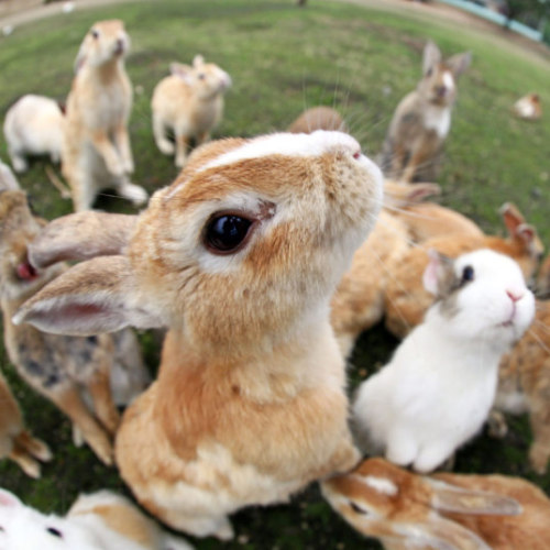 zenaxaria:lost-and-found-box:There’s a small island in Japan called Okunoshima with thousands of ado
