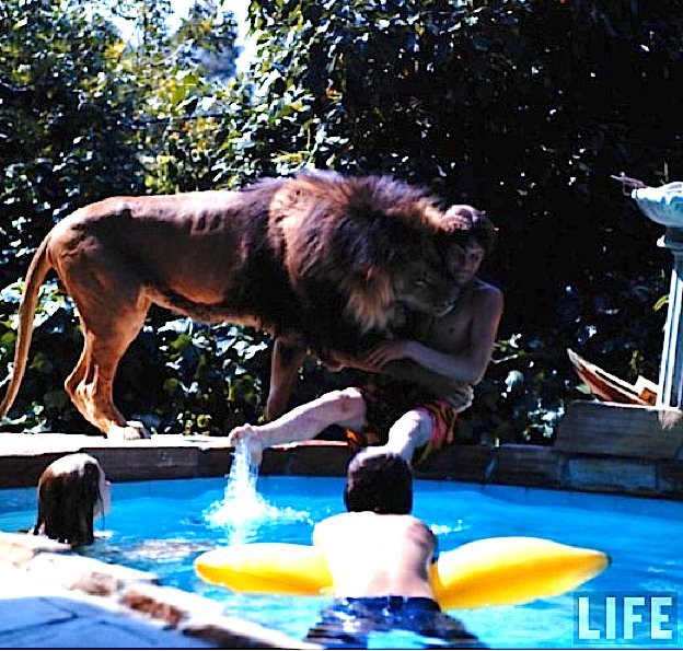 soyuncharizard:   Tippi Hedren and family living with a pride of lions.  de que porte