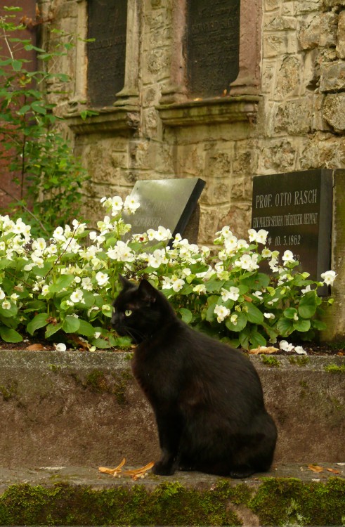 Cemetery Cat - Weimar, Germany  (by hsing_nice)