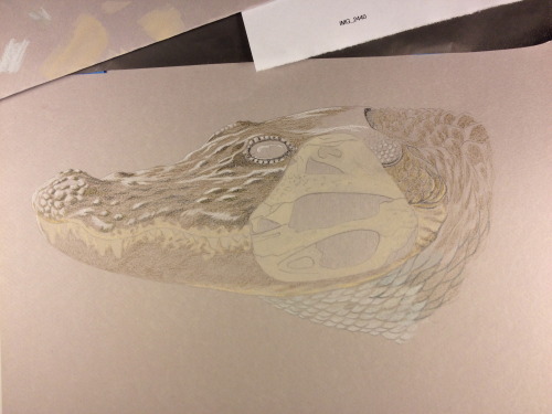 ejlandsman:  Here’s the step-by-step for my most recent assignment for vertebrate illustration, a composite drawing of an alligator head with a portion skull and musculature exposed.  See captions for the blow-by-blow :3 I have to say I am not a big