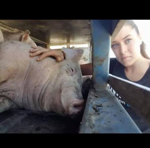 torontopigsave:  When you are on the side of compassion and love, you cannot lose.  Live with l