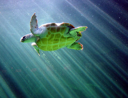 theanimalblog:  Sea Turtle. Photo by -tomaso-
