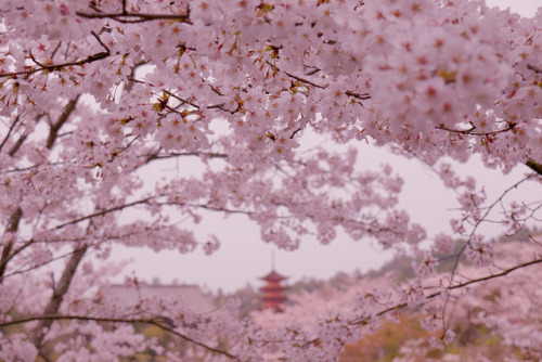 SAKURA　2013 by stylekamen on Flickr.