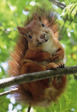 naturalbluee:  photogenic squirrel 