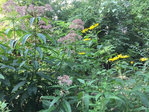 Two great survival plants that are in bloom right now: Joe Pye Weed (medicinal) and Jerusalem Artich