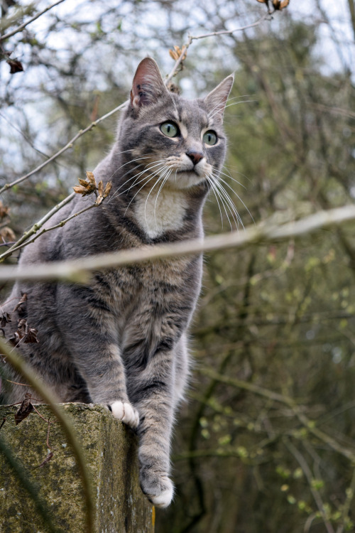 onuen:Watcher on the wall. 