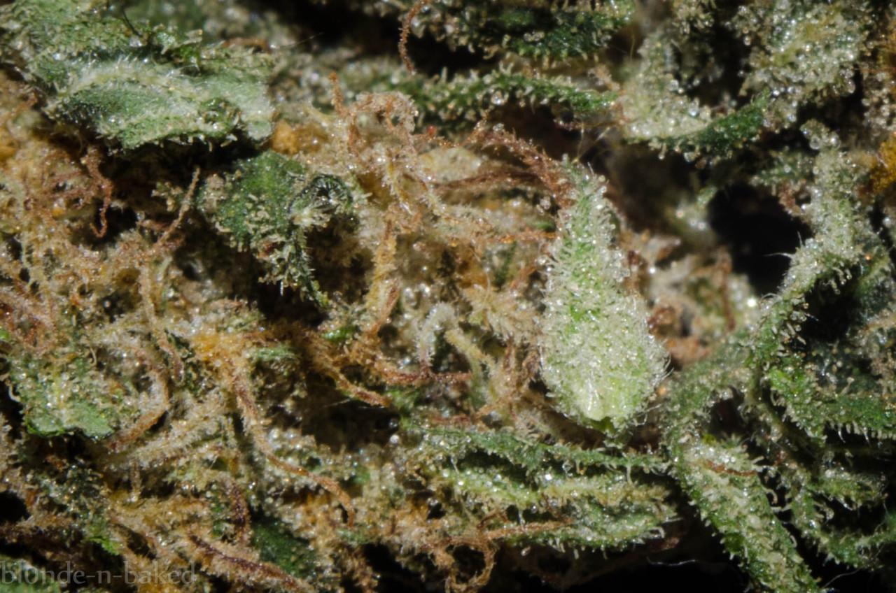 bl0nde-n-baked:  Master kush 