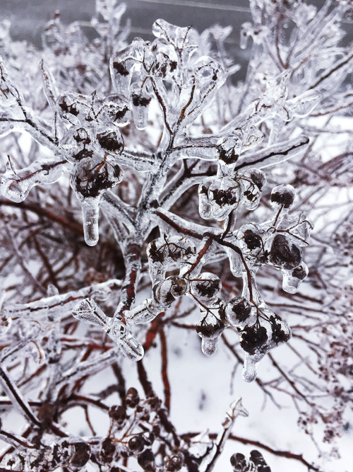 Photo Diary // Ice StormFebruary 2019© Keighlea MartinFlickr // Instagram