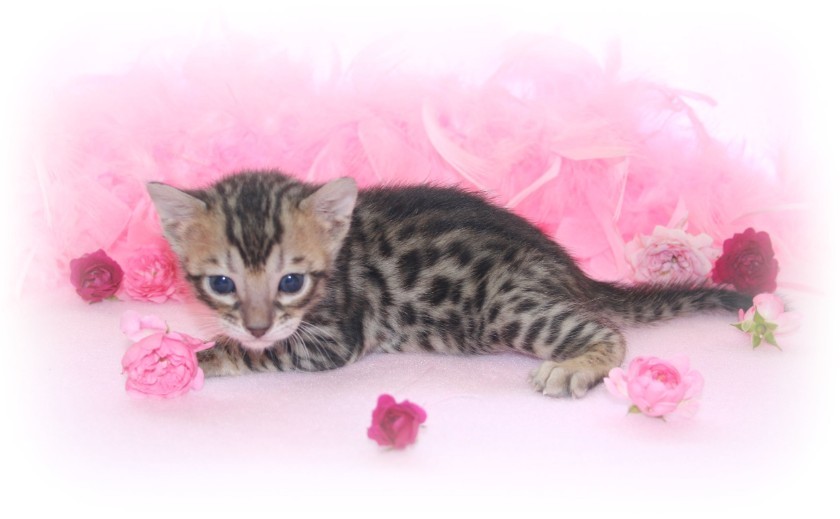 <p>Nevaeh Bengals, hobby Bengal Cat Breeders UK<br/></p>