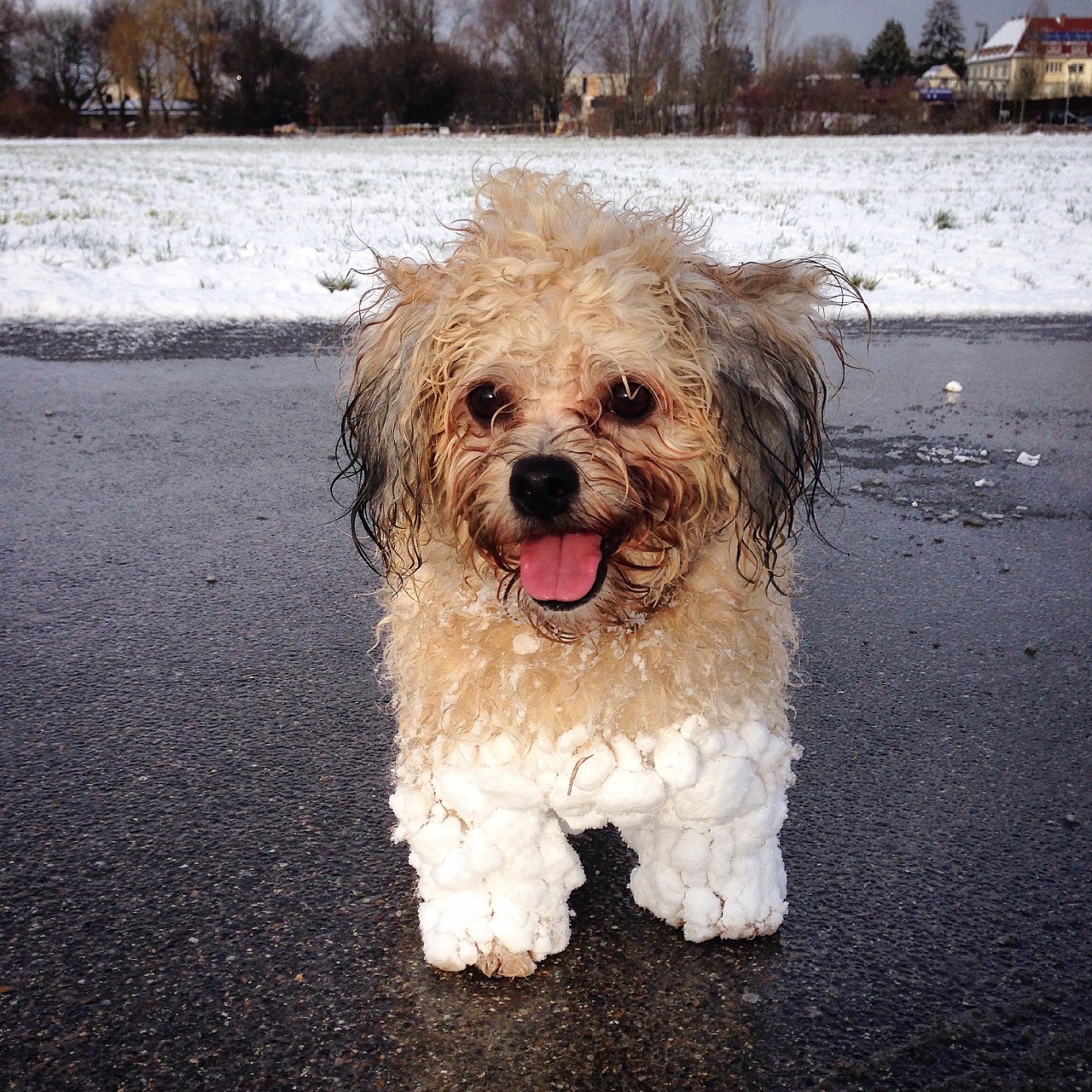awwww-cute:  This dog looks completely satisfied with life (Source: http://ift.tt/1NecAAz)