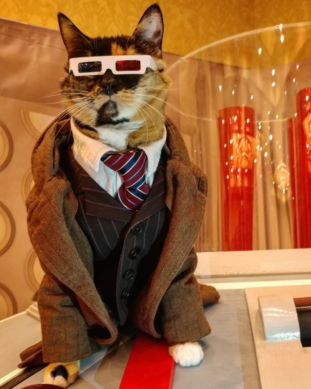 A calico cat dressed up as the Tenth Doctor from the TV show Doctor Who. Wearing a red and blue tie tucked into a dark pinstripe suit under a large light brown jacket. With a pair of 3d glasses.