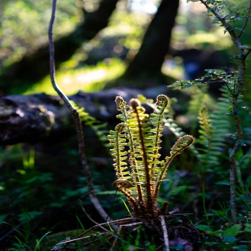 stephenearp:Wood Sorrel &amp; Ferns