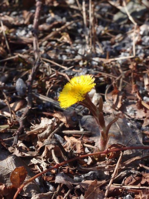 anmkosk:Tussilago farfara — coltsfoot