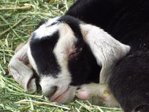 gallopinggertie:sleepy baby just a few hours oldGalloping Gertie’s Goaterymy own handmade goat milk soap: www.etsy.com/shop/GallopingGertie