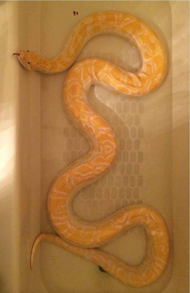 lxmaier:  urocyonfox:  superpredatorsexoticreptiles:  Butterball is our new Albino