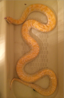 lxmaier:  urocyonfox:  superpredatorsexoticreptiles:  Butterball is our new Albino Burmese Python. Other than some very old, very large scars on his tail he’s healthy and happy.  Look at that lovable face!!!  I so adore burms, it’s not even funny.