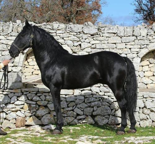 all-the-horses: Strauss di San PaoloNume x ElviraMurgese, StallionBorn 2002