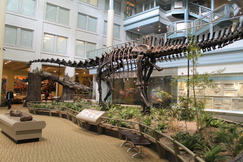 Happy Historic Sauropod Day! William Holland’s Carnegie Museum crew found Diplodocus carnegii 