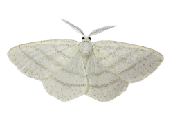 transparent-flowers:  Transparent Common White Wave Moth. 