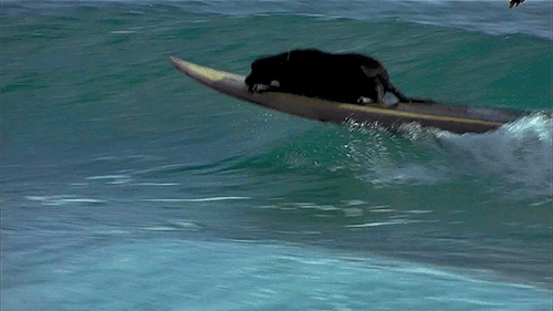 matbarzal:Blue Crush (2002) dir. John Stockwell