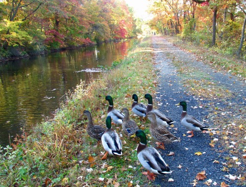 And then there was the duck incident. I talked to them, which apparently made them think I would fee