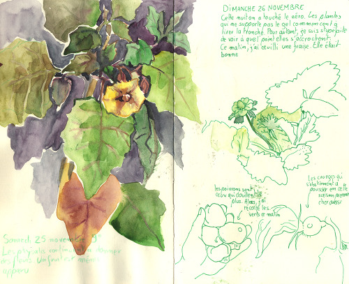 Some Pages From My Gardening Sketchbook.